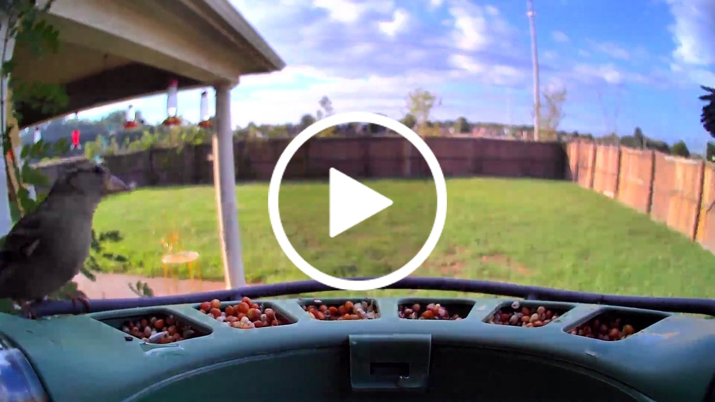 Customer video review of Birdfy Feeder 2 - Smart Bird Feeder