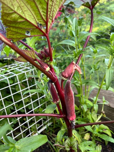 Customer photo review of Okra (Okinawa Pink Okra)