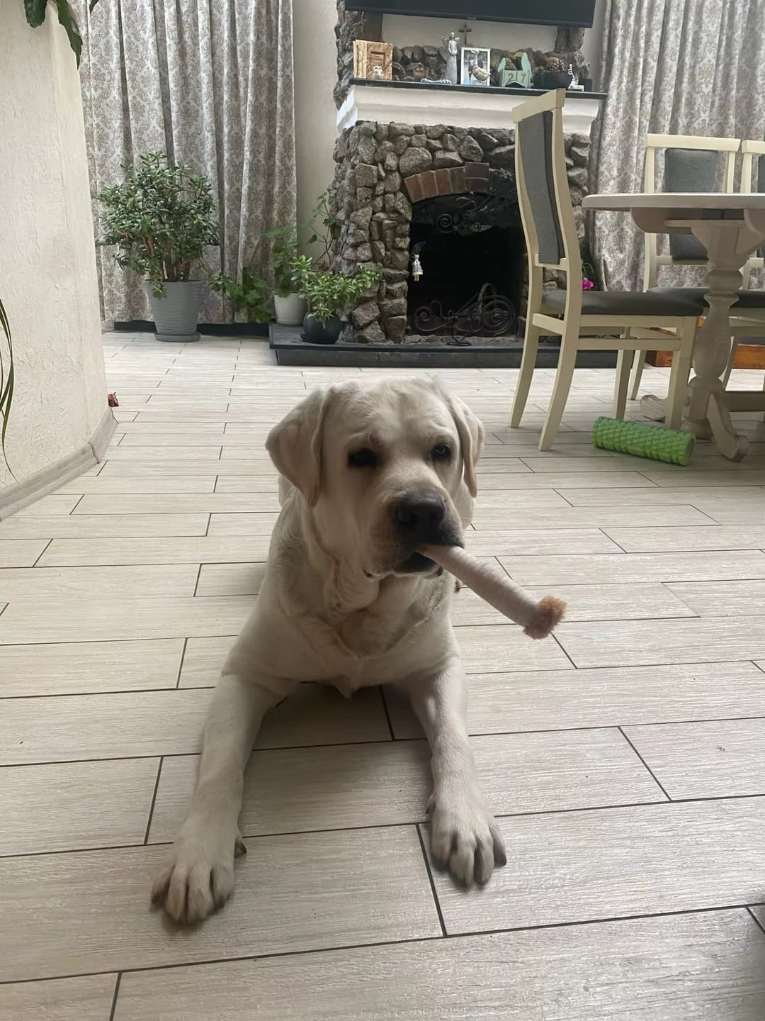 Customer photo review of ChewCigarette - Sterk en Hilarisch Hondenspeelgoed!