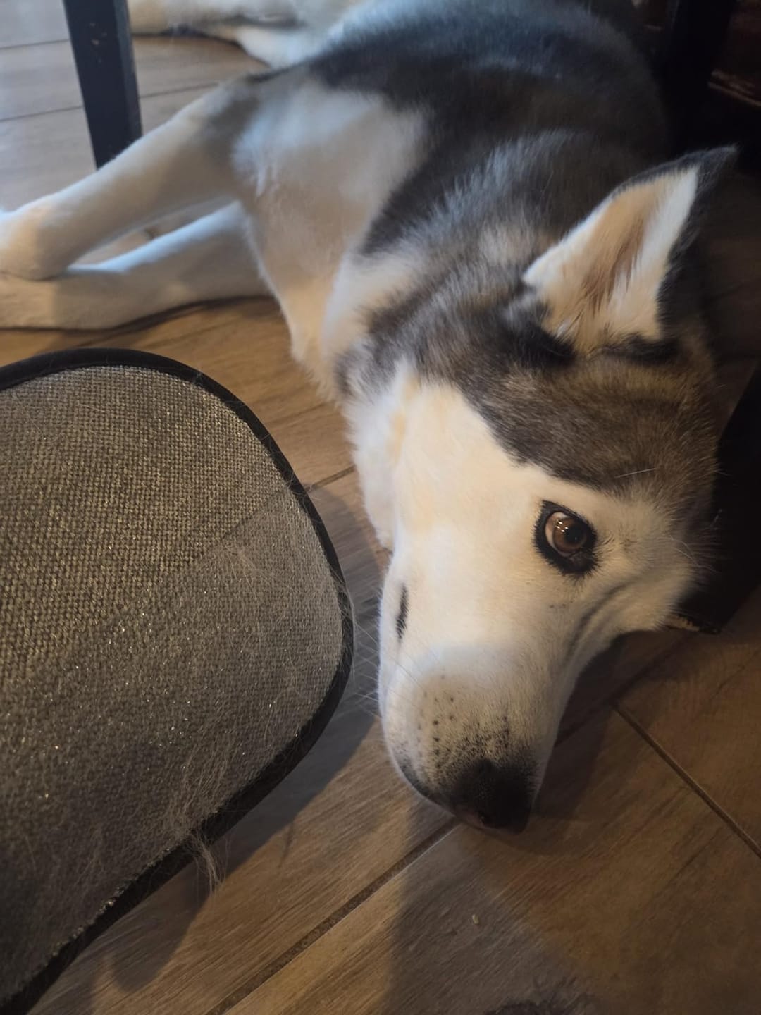 Customer photo review of Hair Magnet Pet Glove