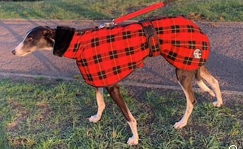 Customer photo review of Lumberjack - Sighthound Fleece Coat with Faux Fur Lining