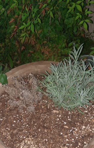 Customer photo review of Lavender Phenomenal 1 Gallon