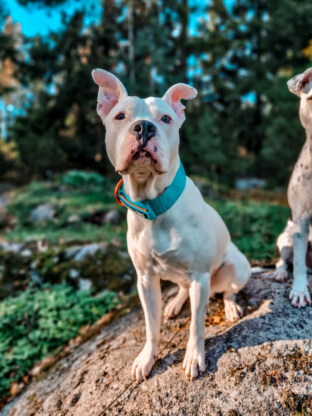 Customer photo review of 5cm Lighter Combat® Collar | With Handle Secure Clip - Turquoise x Orange