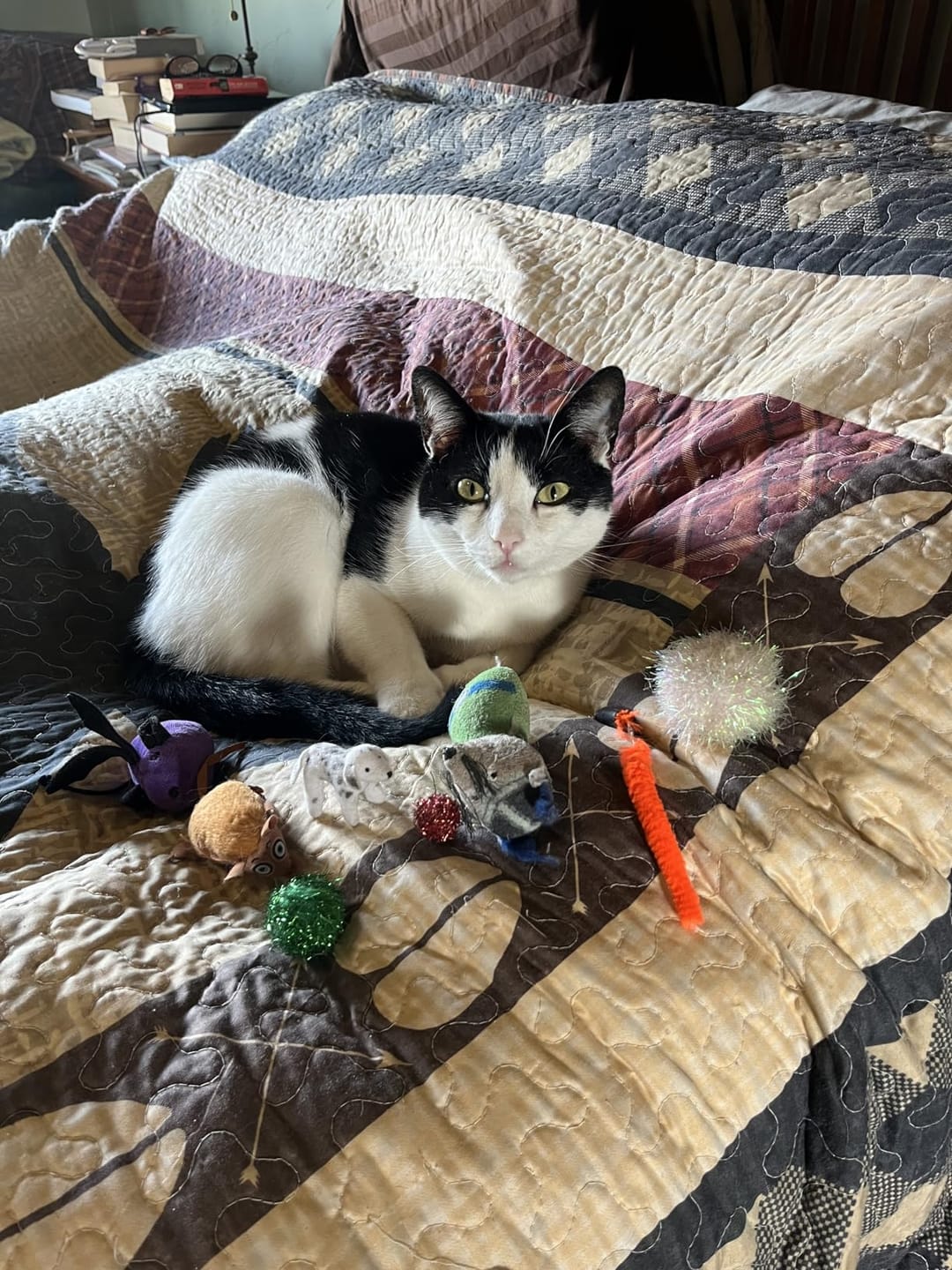Customer photo review of Hair Magnet Pet Glove