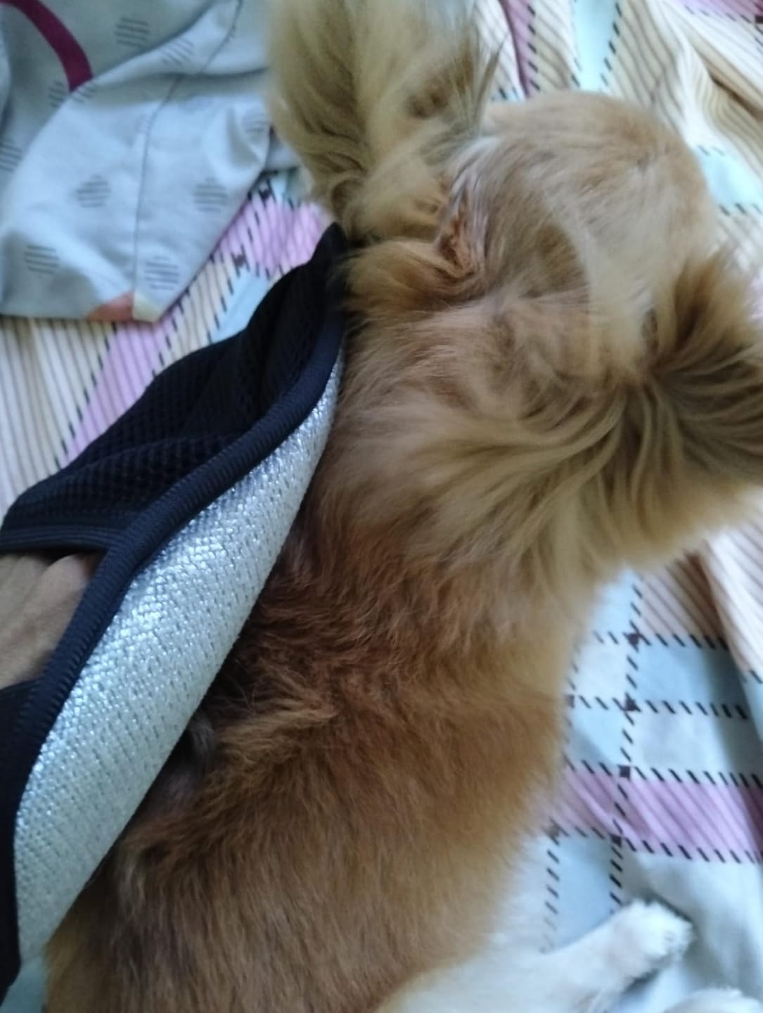 Customer photo review of Hair Magnet Pet Glove