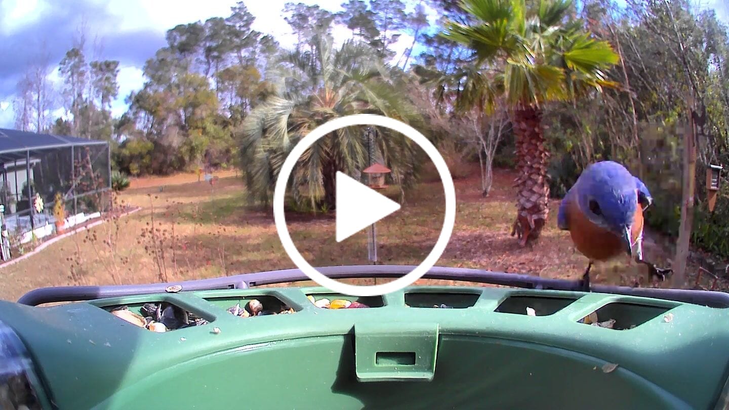 Customer video review of Birdfy Feeder 2 - Smart Bird Feeder