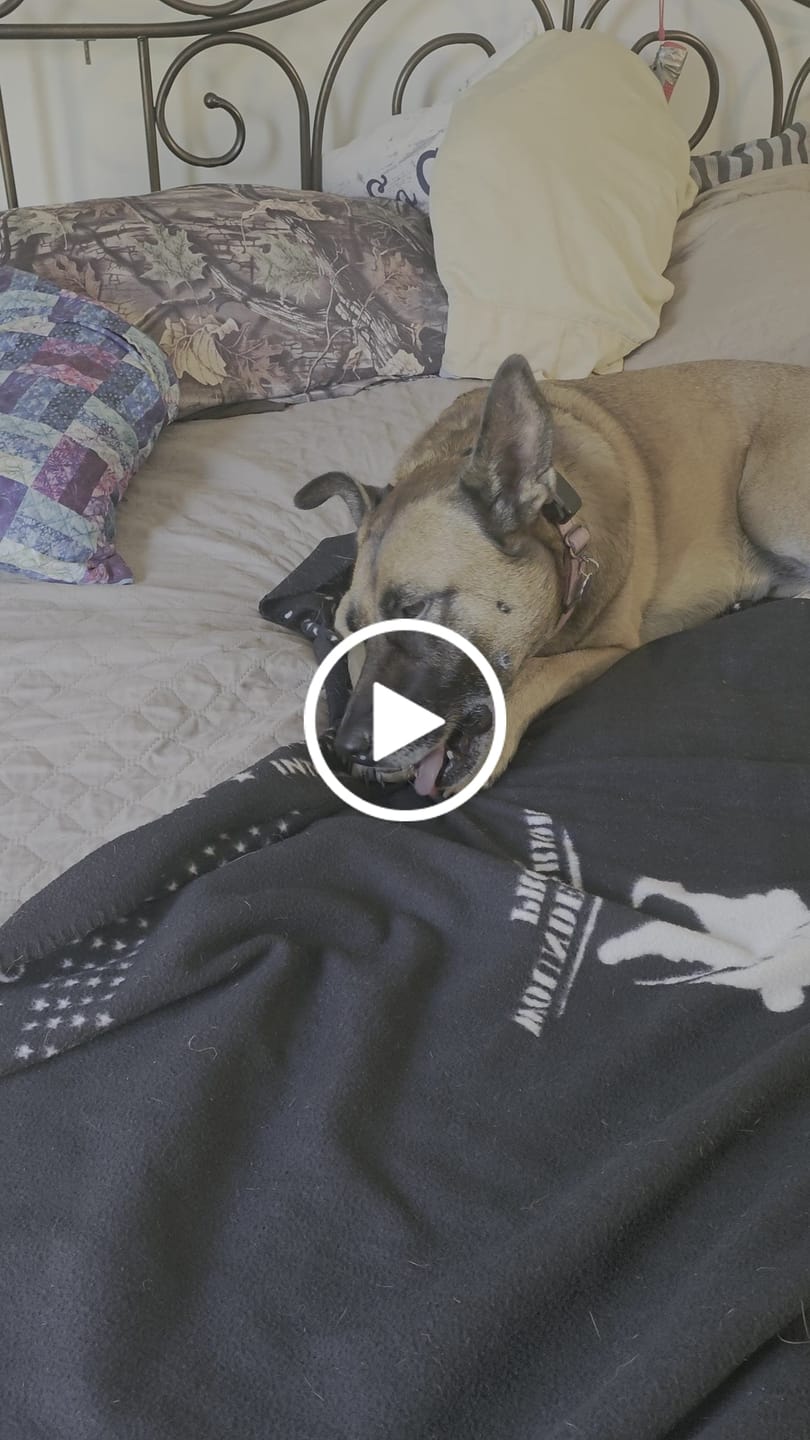 Customer video review of Chewy Ostrich Knee Tendon: The Satisfying, Joint-Supporting Chew