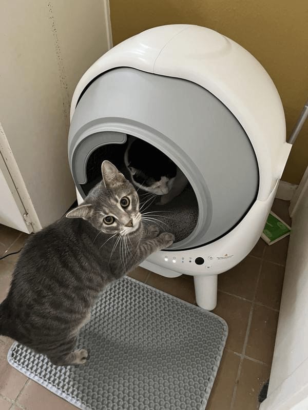 Customer photo review of [🔥Fall Sale] Orbitie Automatic Cat Litter Box for Cats,Superior Odor Control & Whisper-Quiet