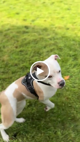 Alex M. review of Anti Pull Hurricane Harness - With Handle - Black image 1 out of 1