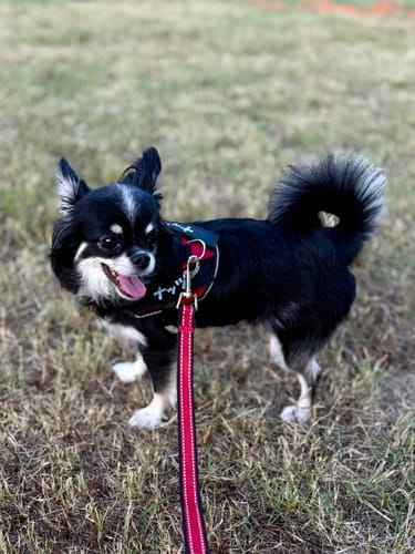 Customer photo review of FunFunPet 高機能ハーネス（お名前タグ作成サービス付き）