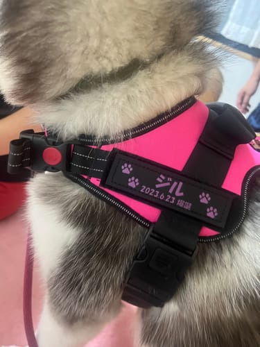 Customer photo review of FunFunPet 高機能ハーネス（お名前タグ作成サービス付き）