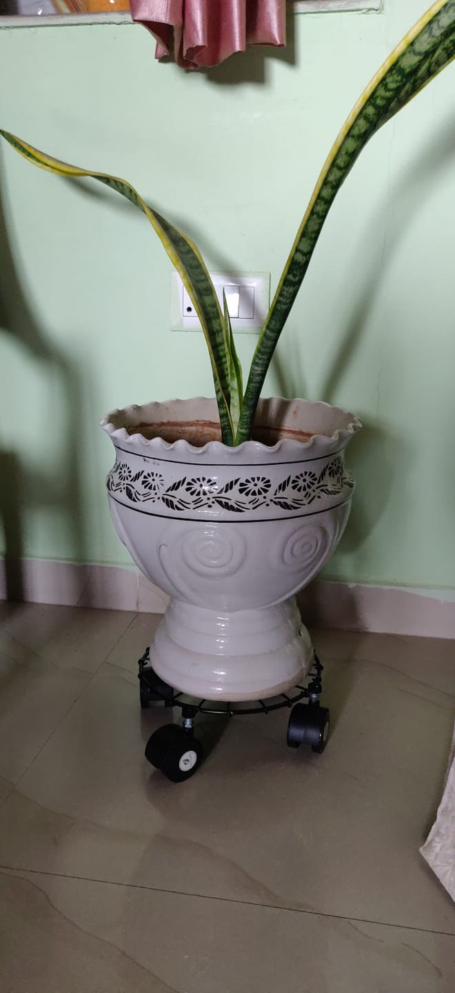 Customer photo review of TryGreen Craby Wheel Rolling Plant Stand for Planters