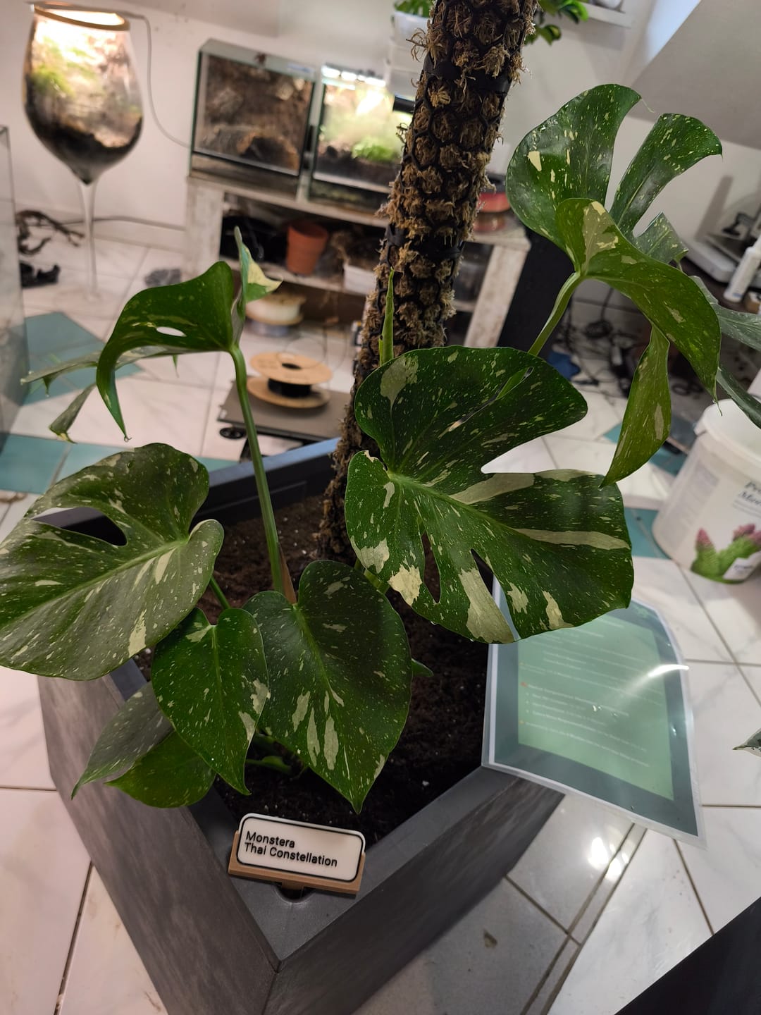 Customer photo review of Monstera Thai Constellation