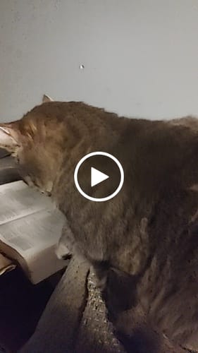 Customer video review of 2x Blisso Advanced Cat Probiotic (Buy 1 Get 1 Free)