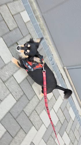 Customer photo review of 【プレミアム版】FunFunPet 高機能ハーネス （お名前タグ作成サービス付き）