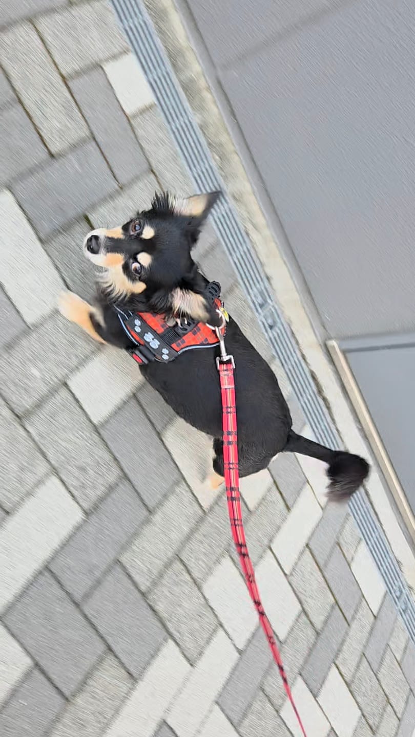 Customer photo review of 【プレミアム版】FunFunPet 高機能ハーネス （お名前タグ作成サービス付き）