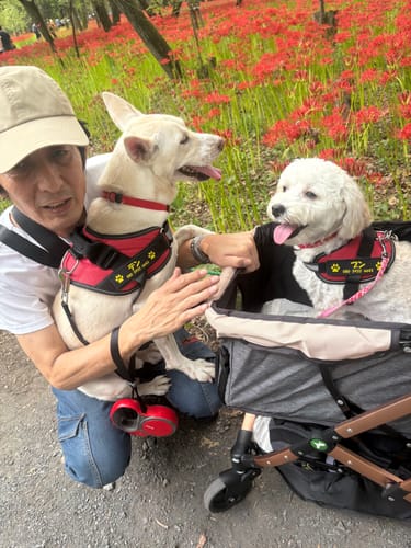 Customer photo review of FunFunPet 高機能ハーネス（お名前タグ作成サービス付き）