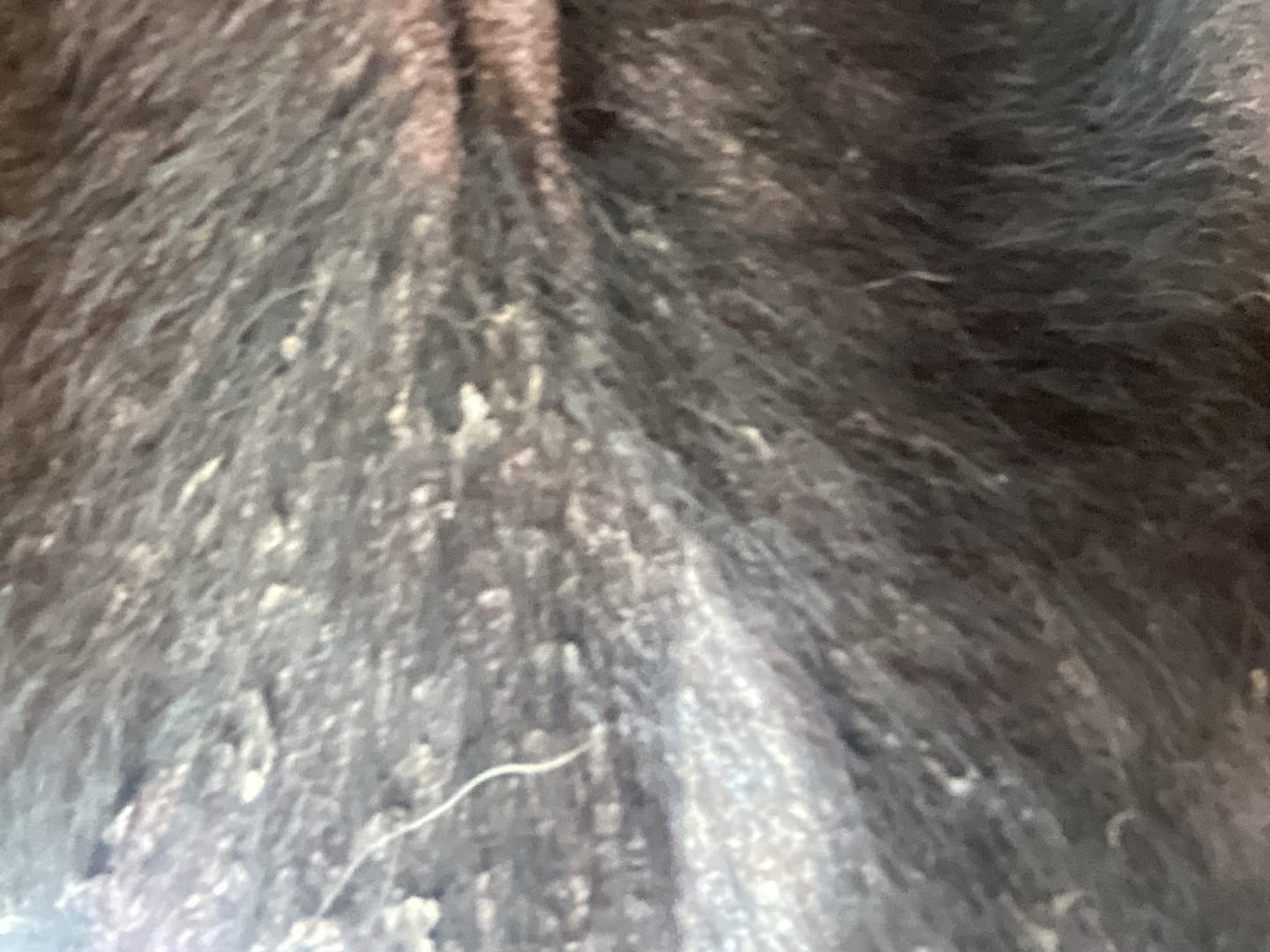 Customer photo review of Dog Skin & Coat Bundle