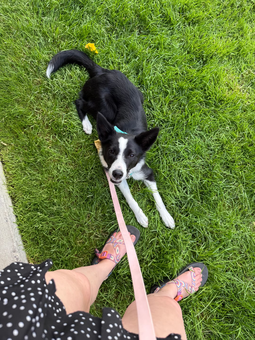 Customer photo review of Solace Waterproof Multi-Dog Connector / Traffic Handle