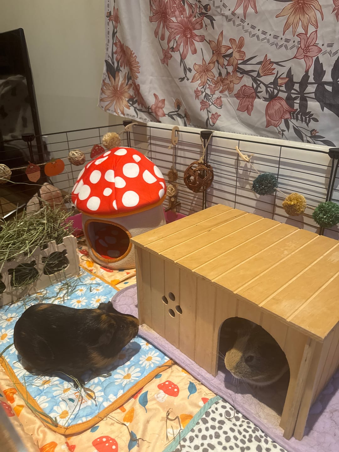 Customer photo review of Guinea Pig Hidey House | Mushroom