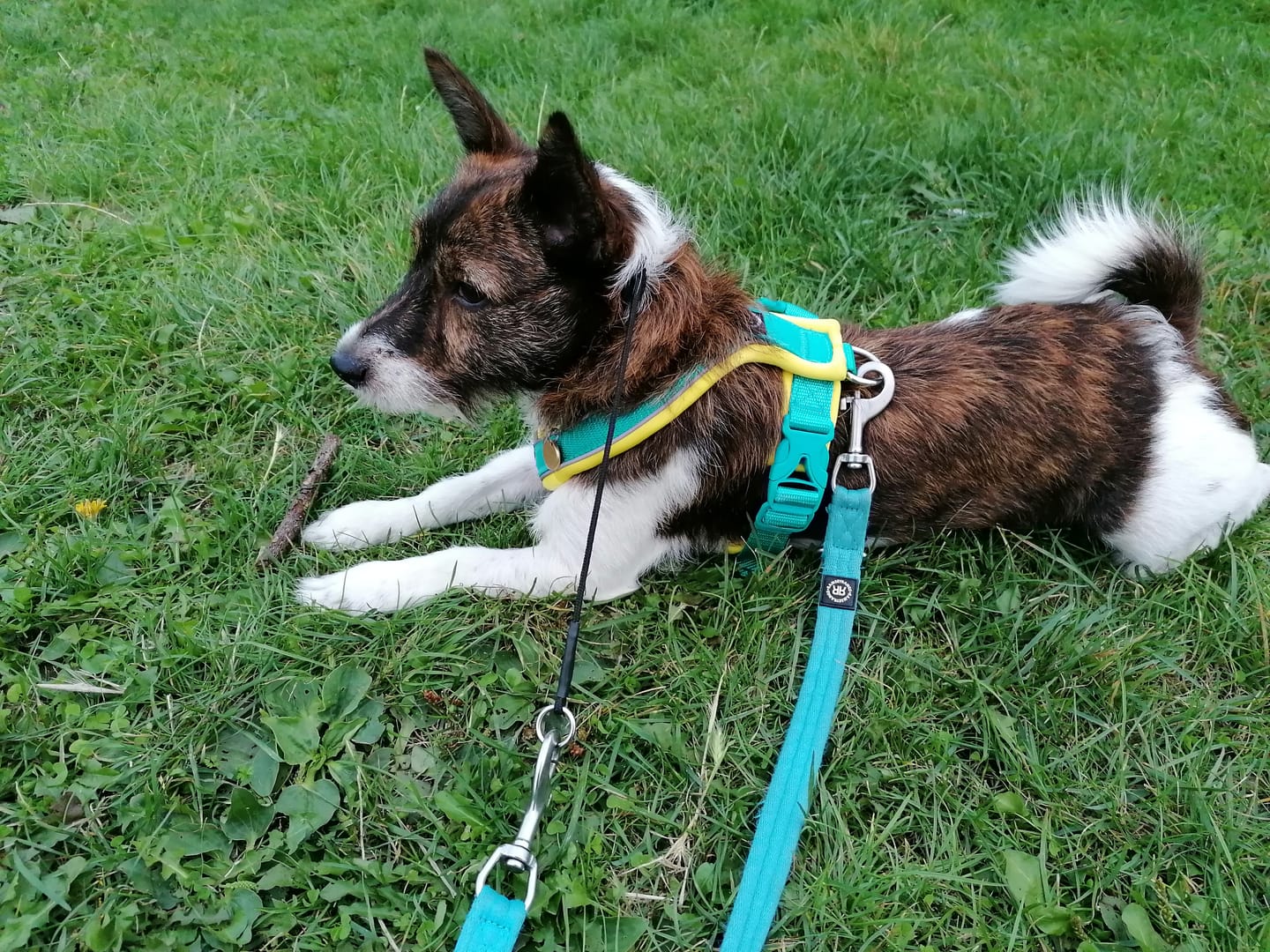 Customer photo review of Slip on Harness | Foam Padded - Turquoise x Yellow