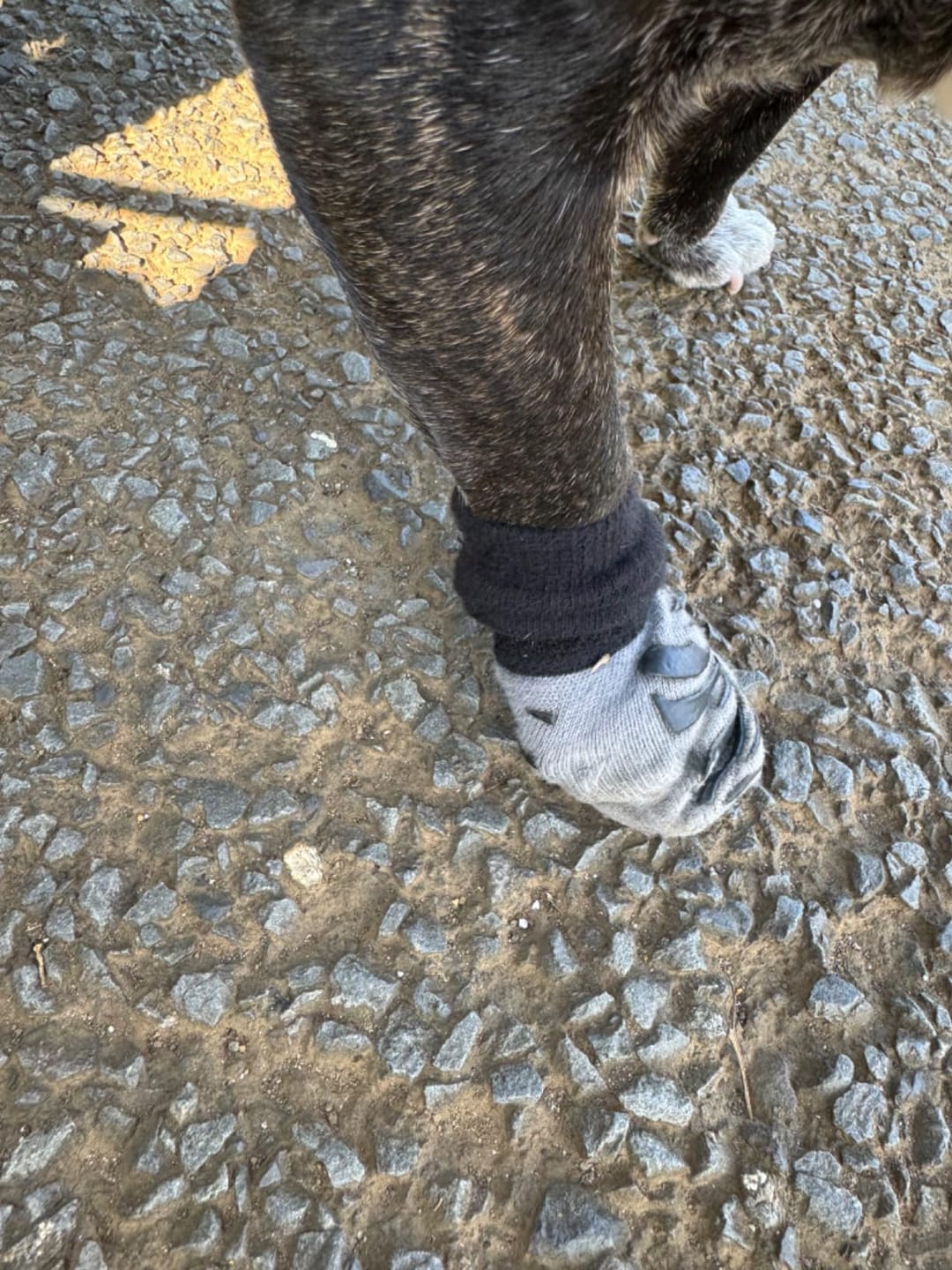 Customer photo review of SteadyPaws - Antislip Honden Gripsokken