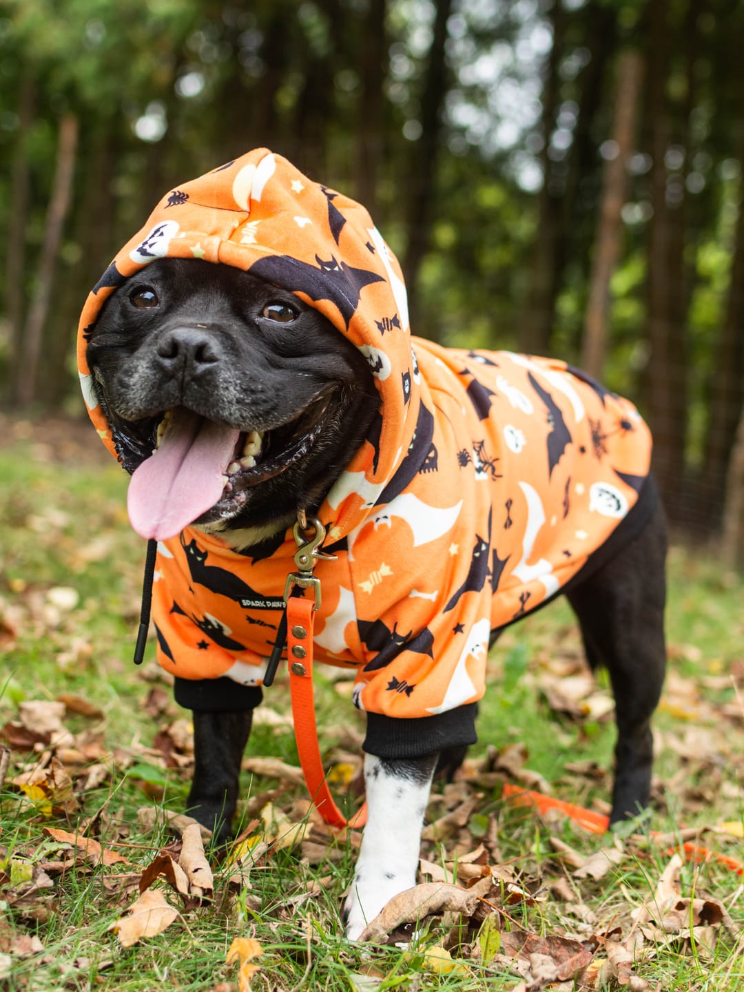 Customer photo review of Halloween Dog Hoodie - Orange