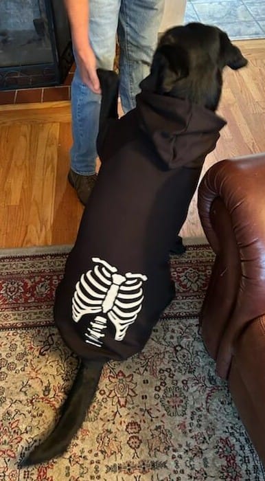 Customer photo review of Halloween Dog Hoodie - Reflective Skeleton