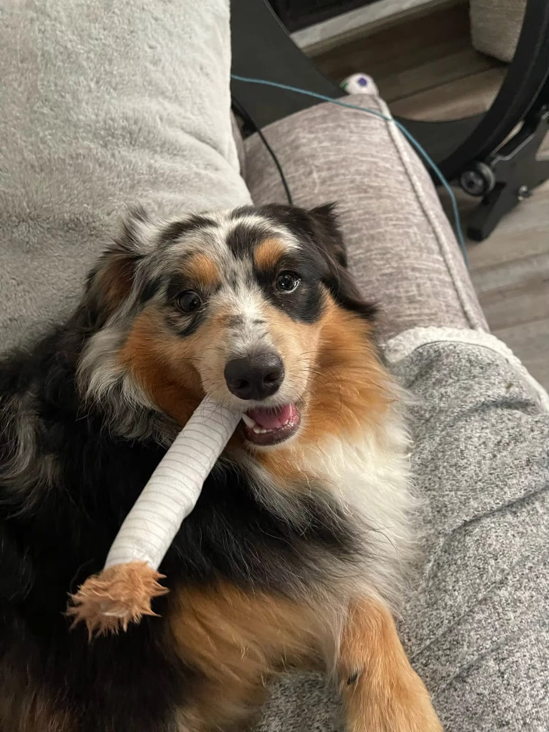 Customer photo review of ChewCigarette - Sterk en Hilarisch Hondenspeelgoed!