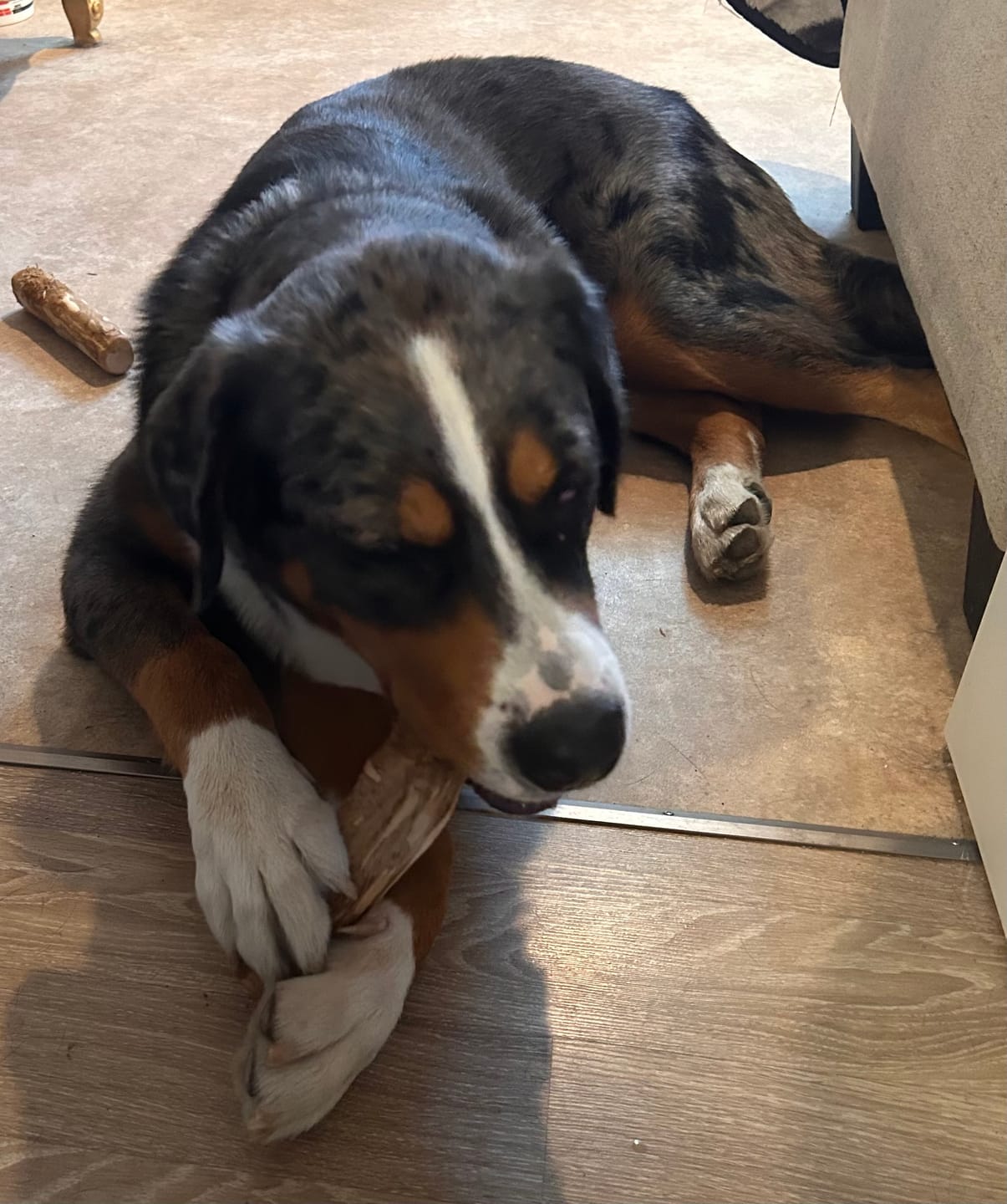 Customer photo review of Livora - Os à mâcher en bois de café pour chien