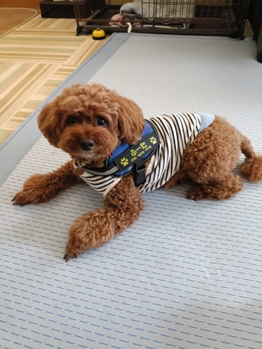 Customer photo review of FunFunPet 高機能ハーネス（お名前タグ作成サービス付き）