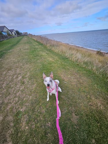 Customer photo review of Handsfree Lead - Walkies Ready® Raspberry Pink