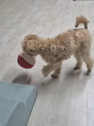 Customer photo review of BouncyBalls - Het interactieve hondenspeeltje