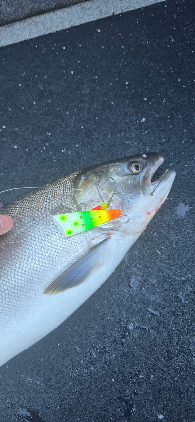 Customer photo review of Salmon Hooks - Nano