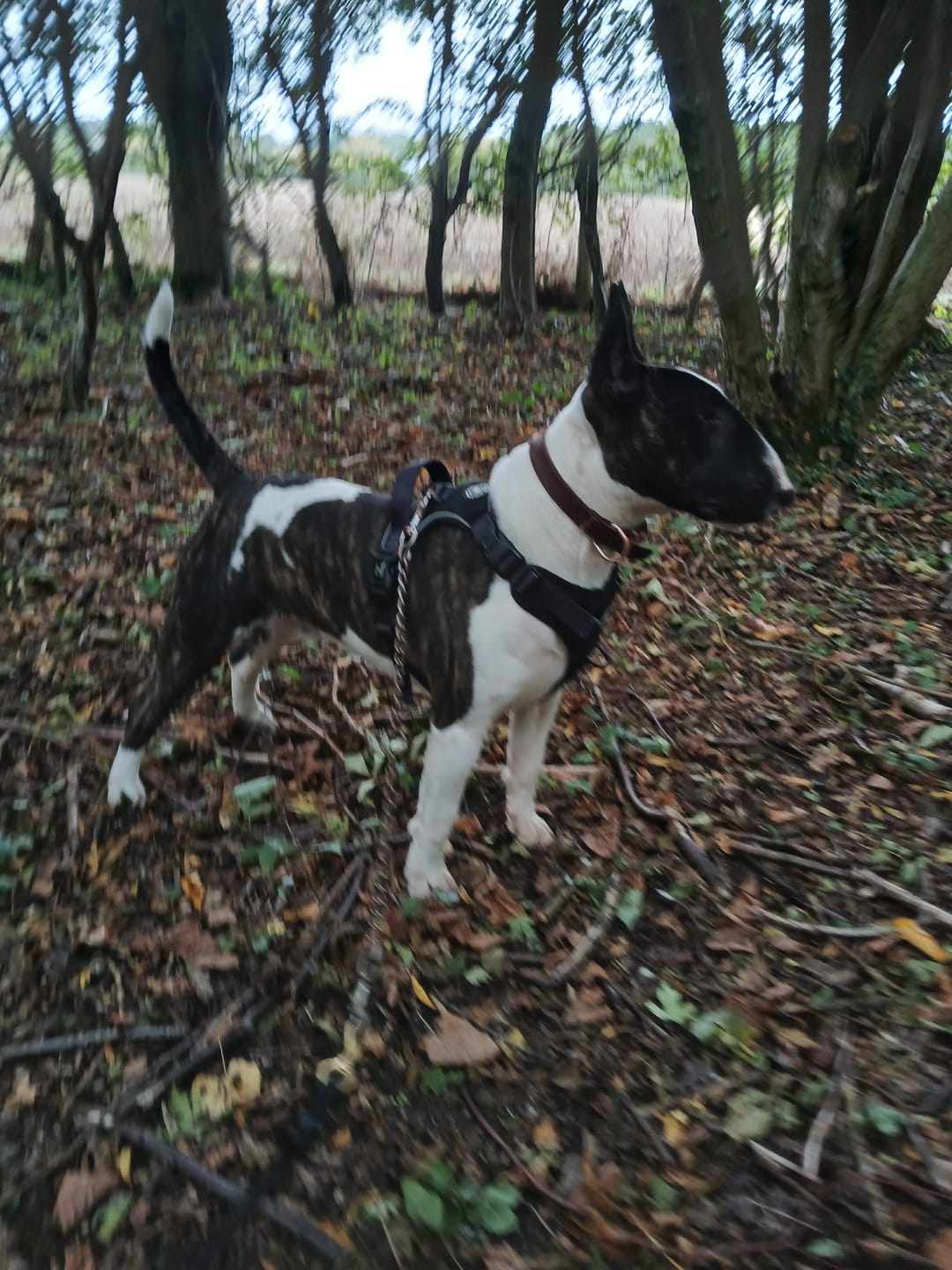 Customer photo review of Trail & Glow® Dog Harness - The Jet Black One