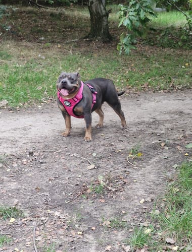 Rebecca C. review of Comfort Premium Harness | Non Restrictive - Magenta image 1 out of 1