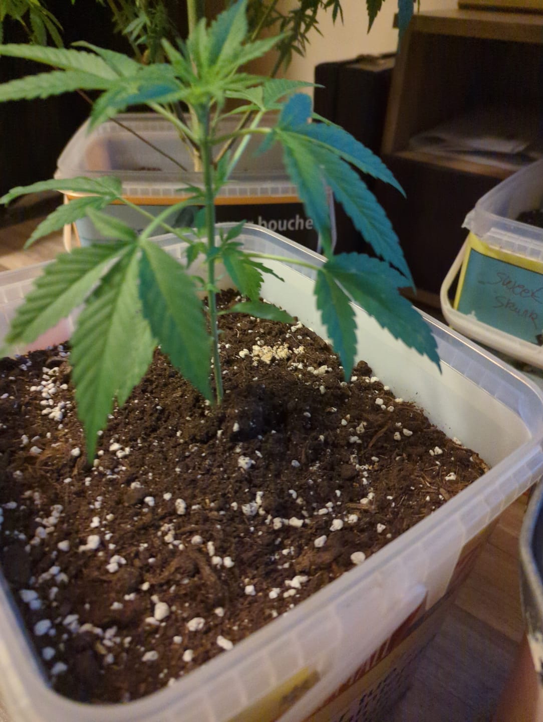 Customer photo review of Hesi Bio Grow
