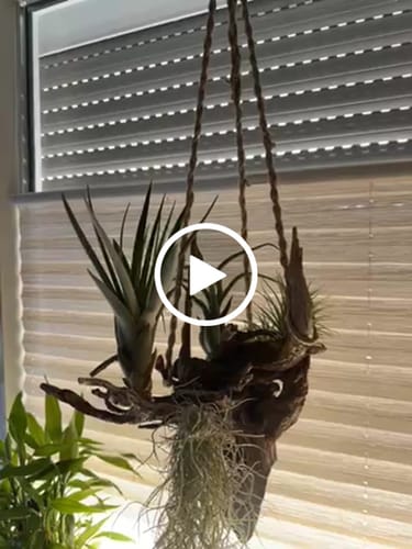 Customer video review of Tillandsia caput medusae