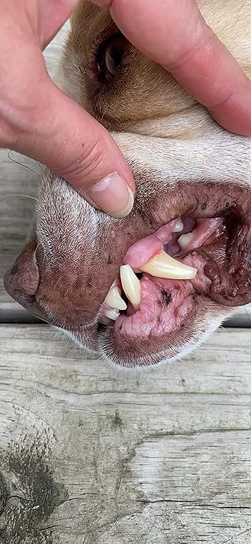 Customer photo review of PawBrush - De Ultieme Tandverzorgingsset