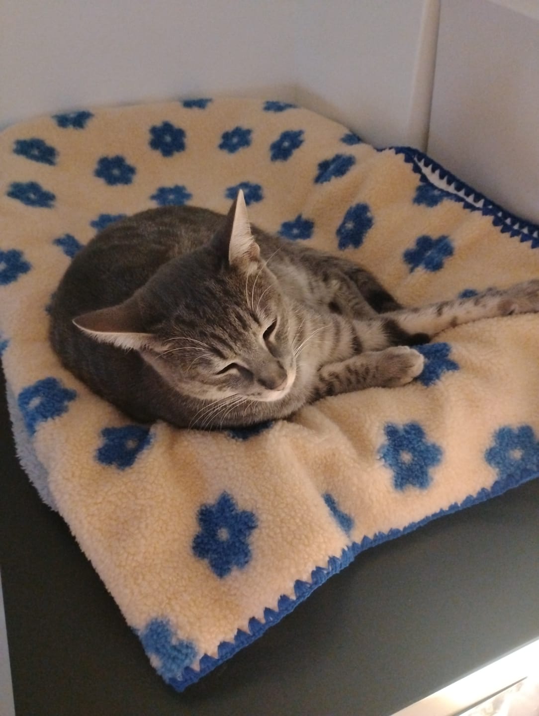 Customer photo review of Little Summer Blanket