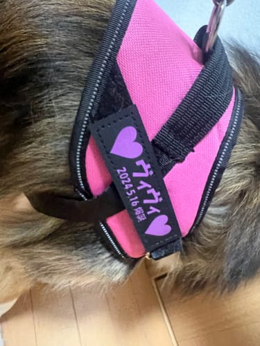 Customer photo review of 【プレミアム版】FunFunPet 高機能ハーネス （お名前タグ作成サービス付き）