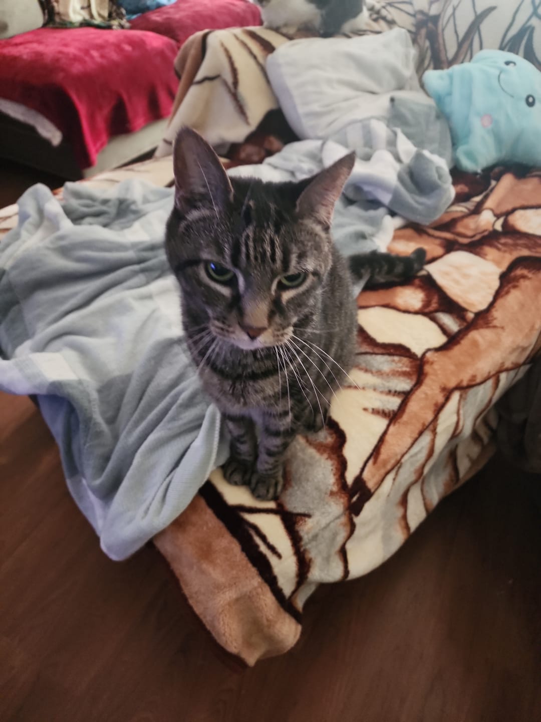 Customer photo review of Cat Allergy Relief & Immune Support Remedy