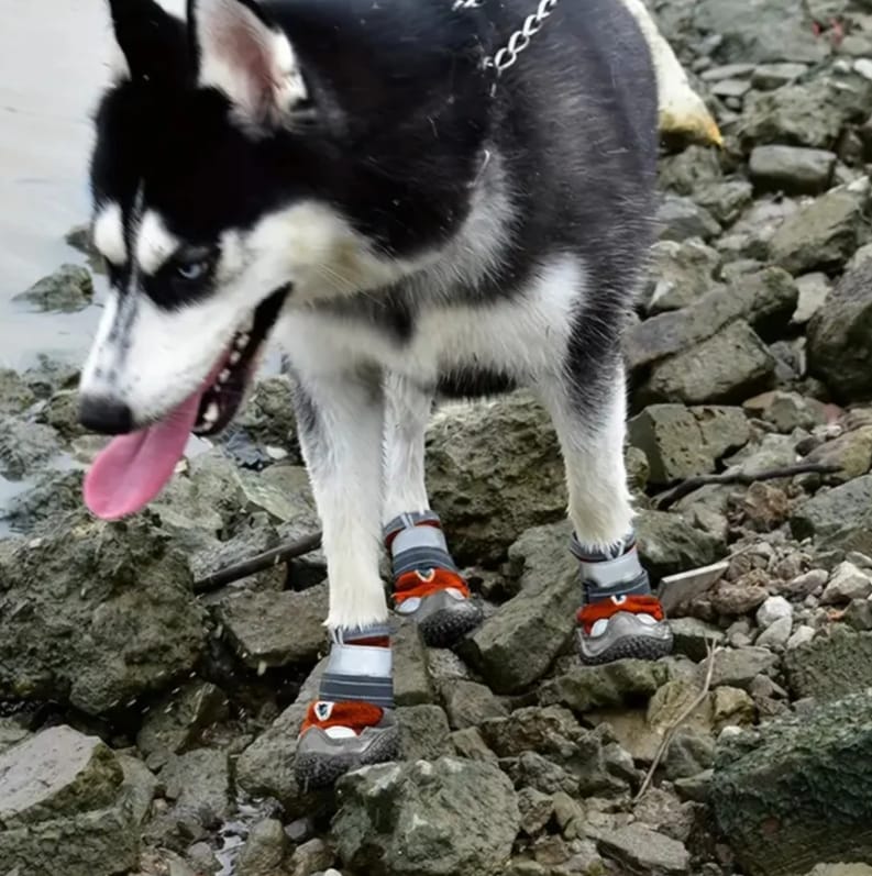 Customer photo review of TrailPaws - Beschermende Antislip Hondenschoenen