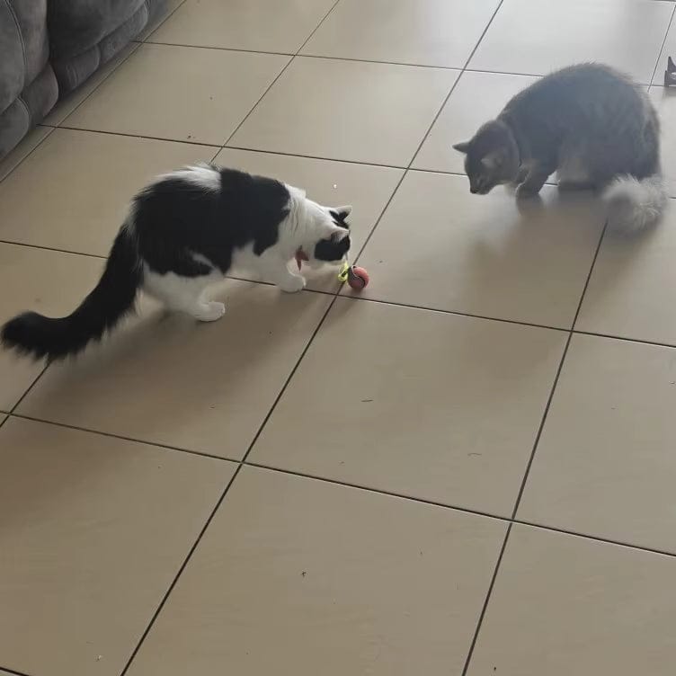 Customer photo review of Zoomball 2.0 - Houdt katten actief en speels