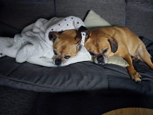 Customer photo review of Shipping Protection