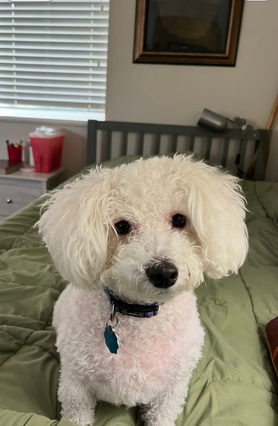 Customer photo review of iHeartDogs Allergy & Itch Relief Chews for Dogs with Salmon Oil, Quercetin, Colostrum, Antioxidants and Probiotics — 90 Count