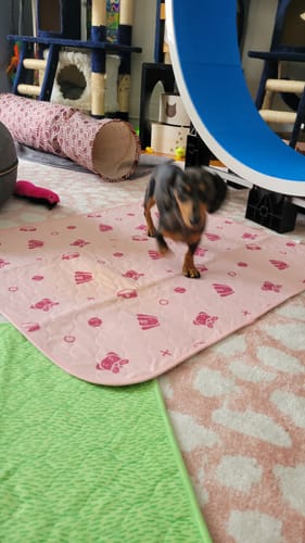 Customer photo review of Potty Buddy™ - The Durable Leak-Free Potty Pad