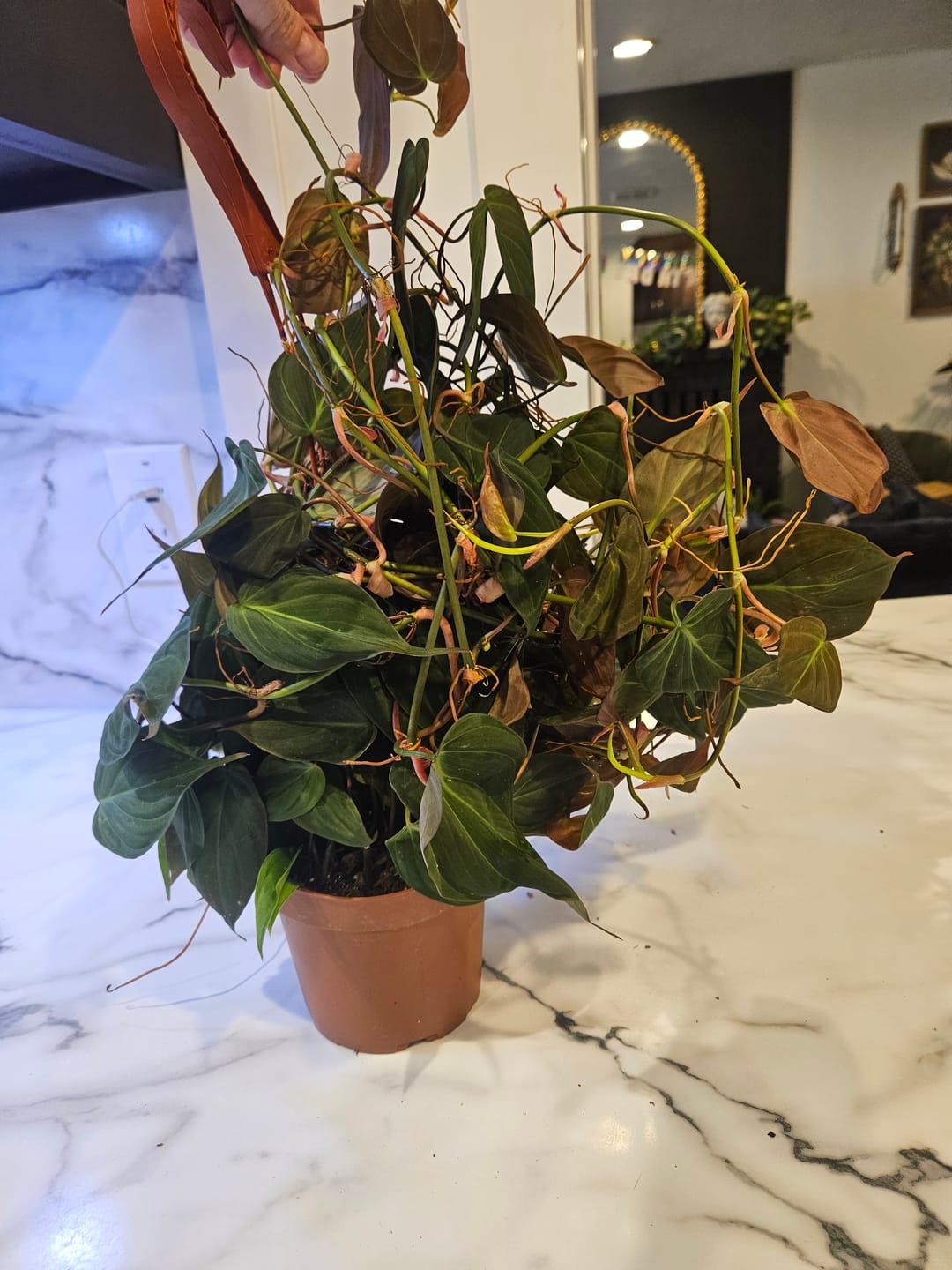 Customer photo review of Philodendron hederaceum 'Micans'