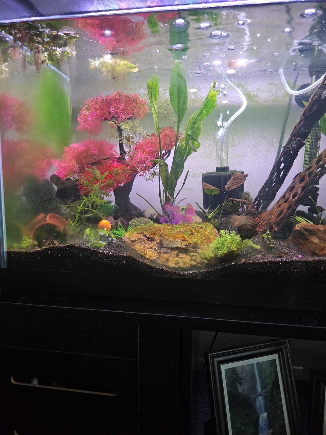 Customer photo review of Fritz Fishless Fuel (Liquid Ammonia Solution)