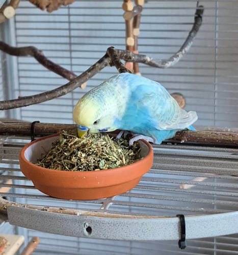 Customer photo review of Vogelmiere